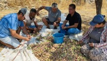 Datça’da bademler toplanmaya başladı
