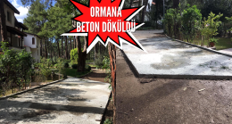 Aktur bunu da gördü: Ormana beton döküldü