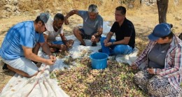 Datça’da bademler toplanmaya başladı