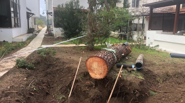 Patlayan boru ağacı yuttu