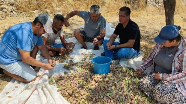 Datça’da bademler toplanmaya başladı