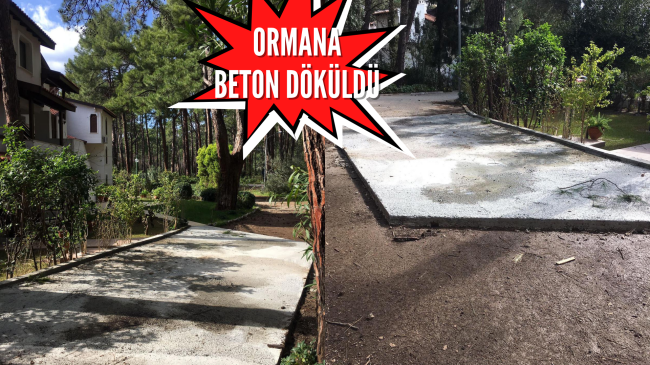 Aktur bunu da gördü: Ormana beton döküldü